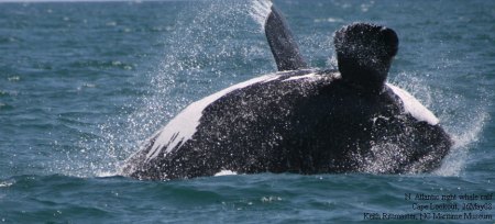 Tales of Whales North Atlantic right whale calf, off Cape Lookout, 2008.